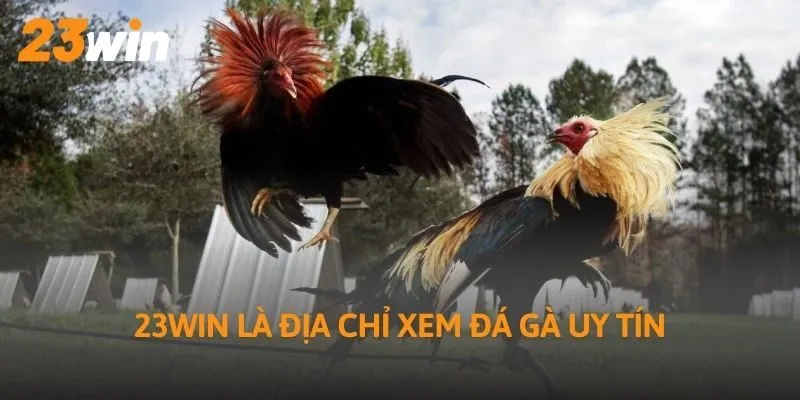 23Win là địa chỉ xem đá gà uy tín