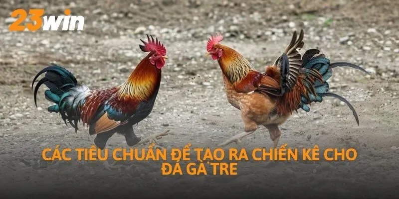 Các tiêu chuẩn để tạo ra chiến kê cho đá gà tre