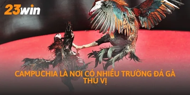 Campuchia là nơi có nhiều trường đá gà thú vị