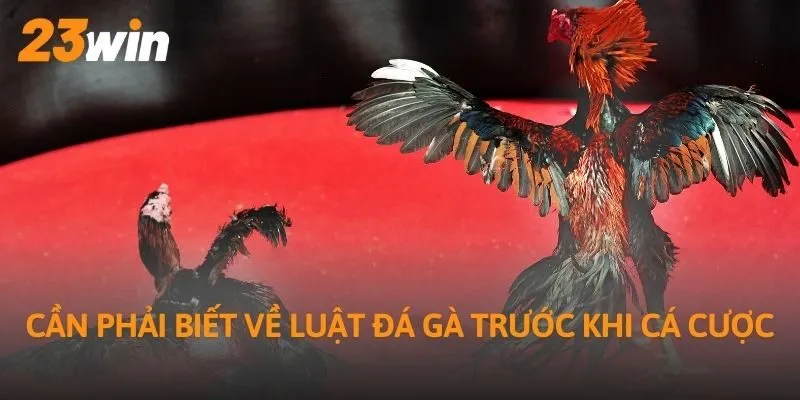 Cần phải biết về luật đá gà trước khi cá cược