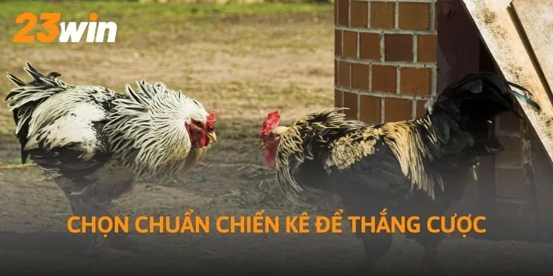 Chọn chuẩn chiến kê để thắng cược