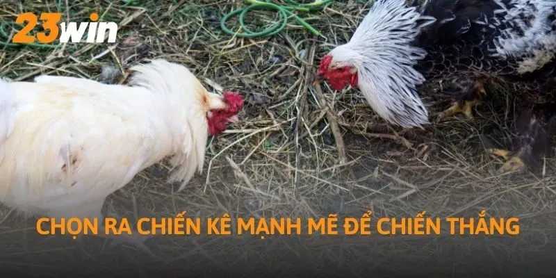 Chọn ra chiến kê mạnh mẽ để chiến thắng