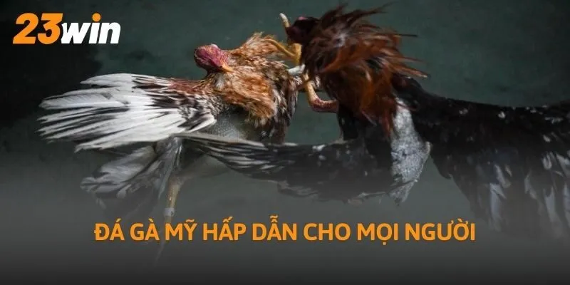 Đá gà Mỹ hấp dẫn cho mọi người