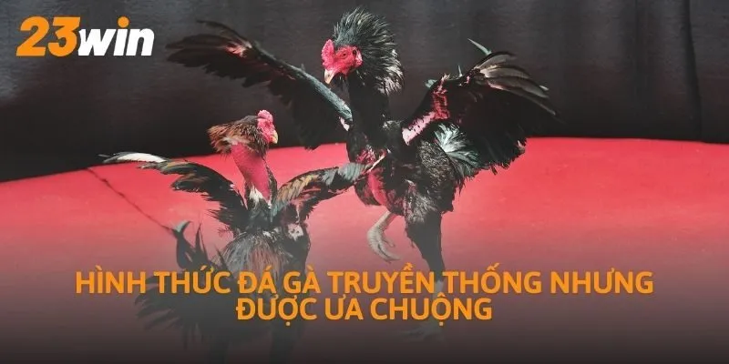 Hình thức đá gà truyền thống nhưng được ưa chuộng