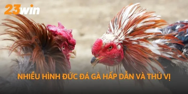 Nhiều hình đức đá gà hấp dẫn và thú vị