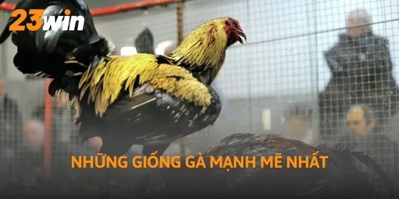 Những giống gà mạnh mẽ nhất