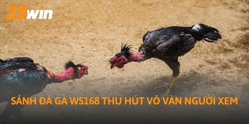 Sảnh đá gà WS168 thu hút vô vàn người xem